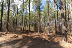property photo for Wishing Star Ranch Tract 48, 5.33 acres for sale in Red River County, Texas